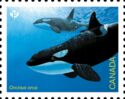 Killer Whale (Orcinus orca)