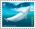 Beluga (Delphinapterus leucas)