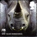 Black Rhinoceros (Diceros bicornis)