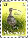 Eurasian Curlew (Numenius arquata)