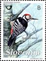 White-backed Woodpecker (Dendrocopos leucotos)
