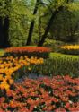 Keukenhof Holland