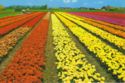 Holland in flowerdecoration