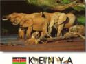 Kenya. African Wildlife. Elephants