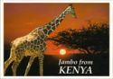 Kenya. African Wildlife. Majestic giraffe