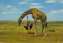 East African Wildlife. Ostrich and Giraffe