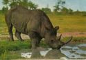 African Wildlife. Rhinoceros