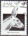 African Wild Ass (Equus africanus)