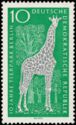 Angolan Giraffe (Giraffa camelopardalis angolensis) 