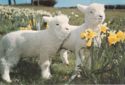 Lambs And Daffodils