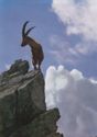 Steinbock Bouquetin Ibex