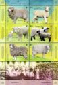 Domestic Sheep (Ovis aries)