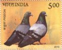 Pair of Rock Pigeons (Columba livia)