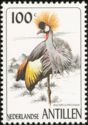 Grey crowned crane (Balearica regulorum)
