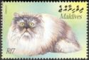 Persian Cat (Felis silvestris catus)
