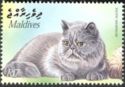 Exotic Shorthair (Felis silvestris catus)