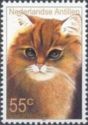 Golden-shaded Persian (Felis silvestris catus)