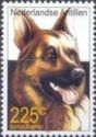 German Shepherd (Canis lupus familiaris)
