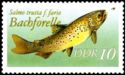 Brown Trout (Salmo trutta f. fario)
