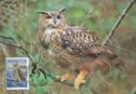 Eurasian Eagle-Owl (Bubo bubo)