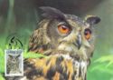 Eurasian Eagle-Owl (Bubo bubo)