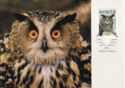018. Eurasian Eagle-Owl (Bubo bubo)