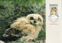019. Eurasian Eagle-Owl (Bubo bubo)