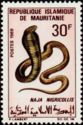 Black-necked Spitting Cobra (Naja nigricollis)