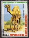 Dromedary (Camelus dromedarius)