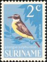 Great Kiskadee (Pitangus sulphuratus)