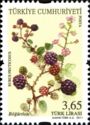 Blackberry (Rubus fruticosus)